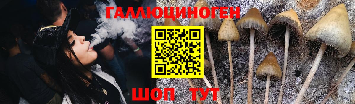 Псилоцибиновые грибы Psilocybine cubensis Холмск